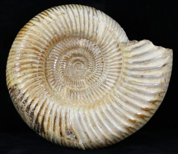 Perisphinctes Ammonite - Jurassic #31752